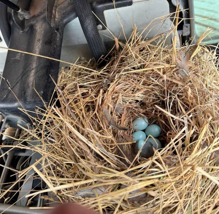 Traktöre Yuva Yapan Kuş İçin İşleri Bıraktı