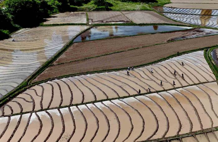 Bitlis’te İmece Usulü Çeltik Ekimi Başladı