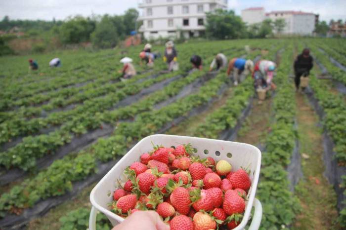 Ek Gelir Olarak Başlandı: Yıllık Bin 400 Ton Rekolte Bekleniyor