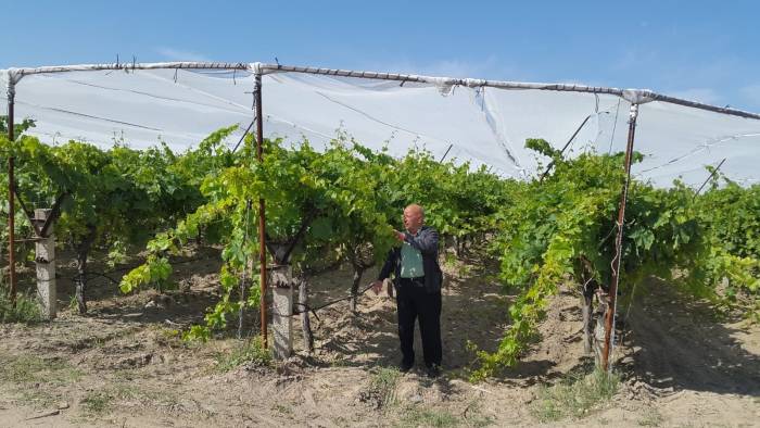 Üzüm Bağlarında Dolu Tül Yaygınlaşıyor