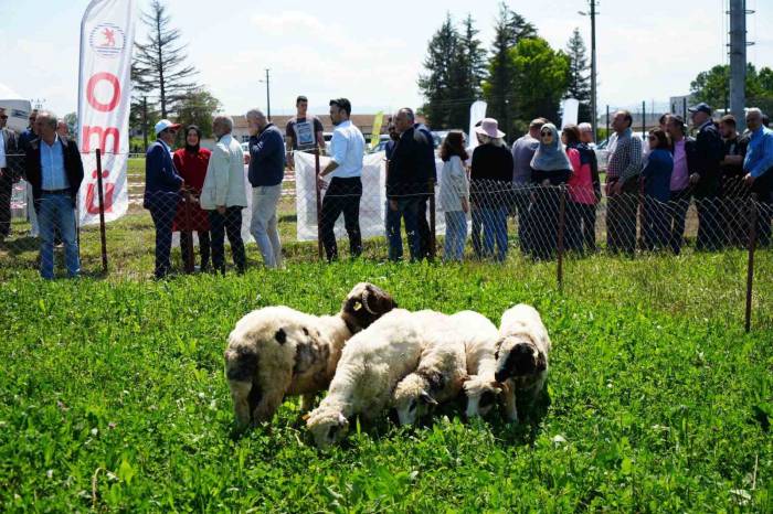 Kuzu Etinin Fiyatını Düşürecek Proje