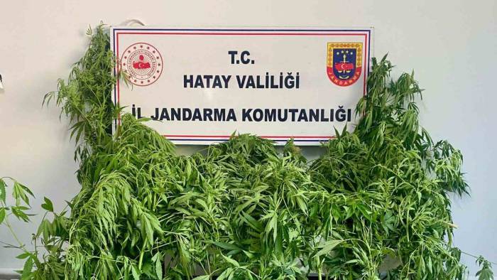 Hassas Burunlu Jandarma Köpeğinin Uyuşturucu Bulduğu Anlar Kamerada