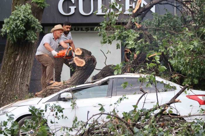 Iğdır’da Faciadan Dönüldü: Asırlık Ağaç Aracın Üzerine Devrildi