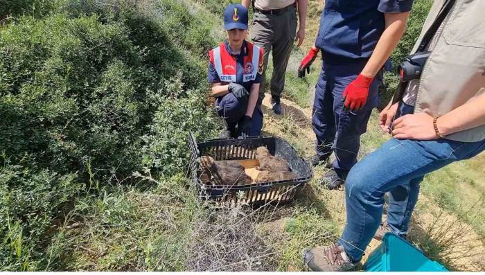 Bir Haftalık Yavru Kurtlar Annesiz Kaldı: Koruma Altına Alındı