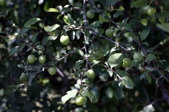 Eyüpsultan’da İnsan Odaklı Ve Çevreci Proje: Ekolojik Yaşam Çiftliği