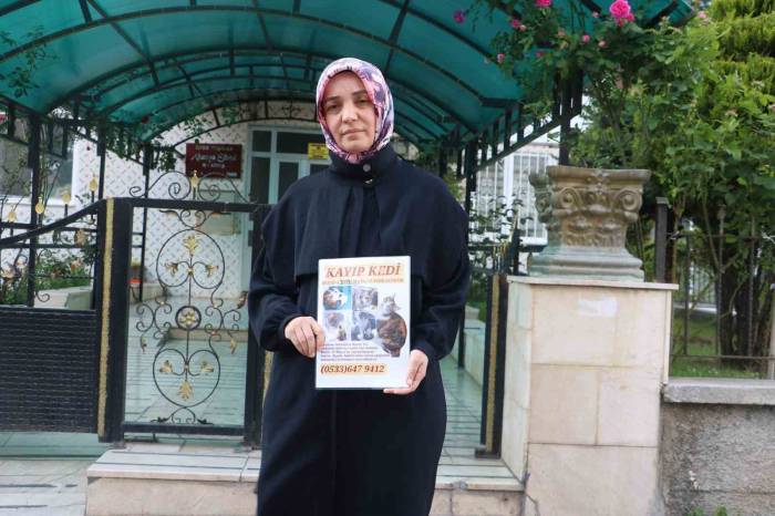 Kaybolan Kedisini Bulana Para Ödülü Verecek