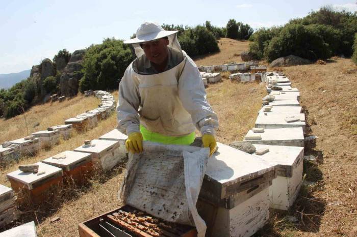 Havalar Kurak Gidince Arılar Da Nüfus Planlamasına Gitti