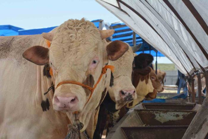Ankara’daki Kurban Pazarlarında Hareketlilik Sürüyor