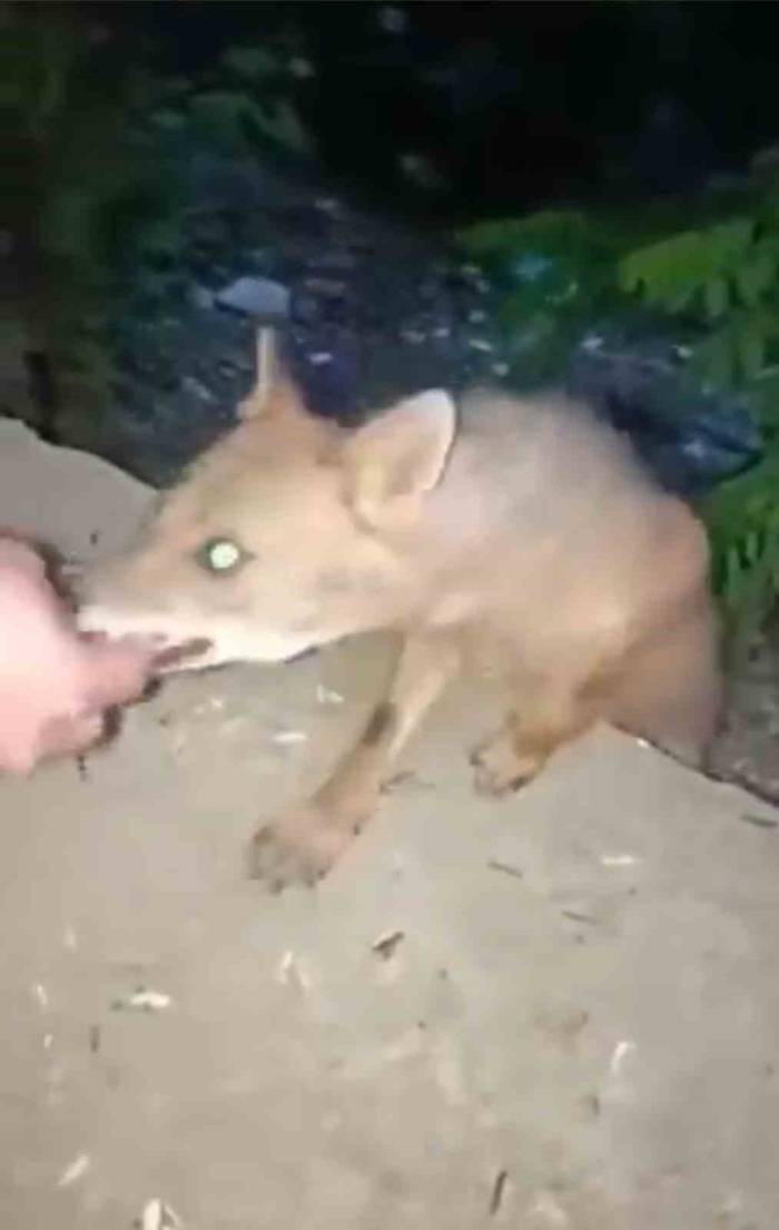 Bursa’da Aç Kalan Tilki Vatandaşın Elini Isırdı, Hastanede Kuduz Aşısı Oldu