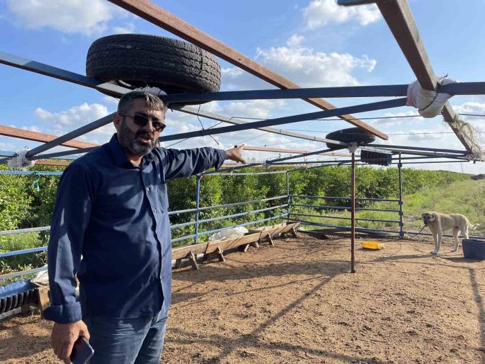 5 Kangal Köpeği Uyutarak, 45 Kurbanlık Koyunu Çaldılar