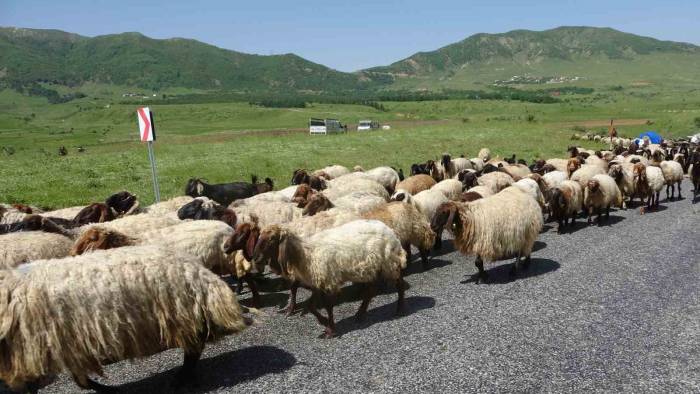 Besicilerin Yayla Yolculuğu Başladı