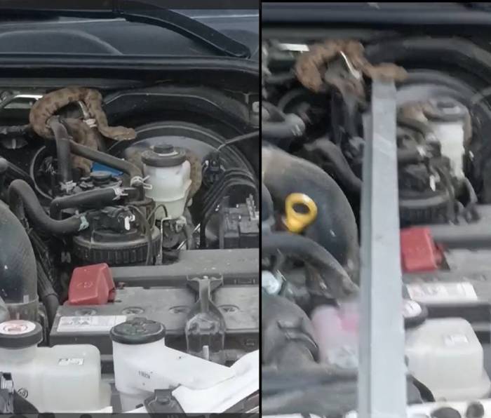 Hakkari’de Kamyonetin Motoruna Giren Yılan Güçlükle Çıkartıldı