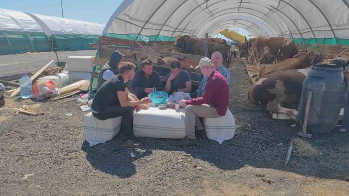 İstanbul’da Kurbanlıklar Pazara İndi