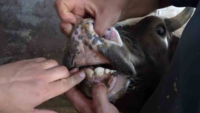 Veteriner Hekimden Kurbanlıklarda Yaş Ve Küpe Uyarısı