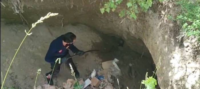 Dev Çukurda Mahsur Kalan Sarsar Kurtarıldı