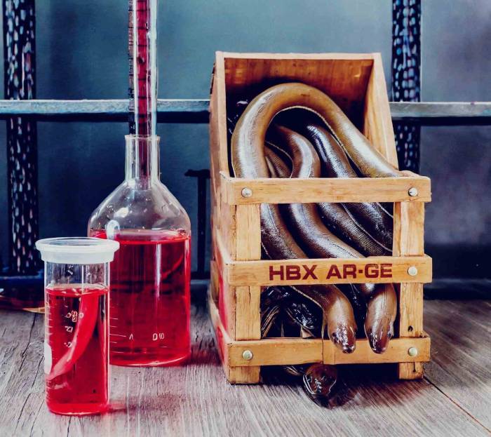 Laboratuvara Alınan Yılan Balığı, Vitamin Ve Mineral Deposu Çıktı