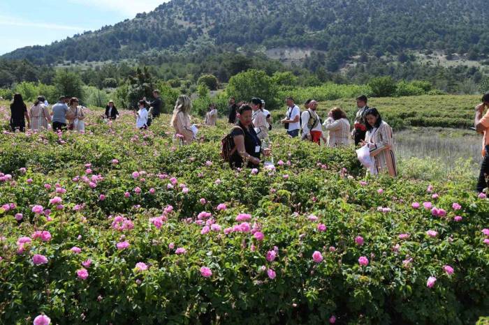 Uluslararası Isparta Gül Festivali Gül Hasadıyla Renklendi