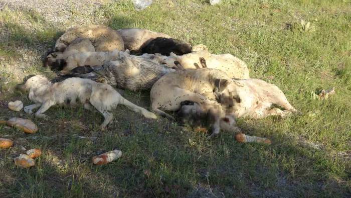 Yozgat’ta 20’nin Üzerinde Sokak Köpeği Ölü Bulundu