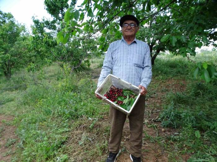 Meyve Bahçesinin Bakımını Tek Başına Yapıyor