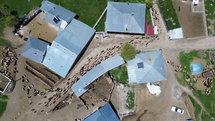 Adilcevaz’da Hayvan Yetiştiricilerinin Zorlu Mesaisi