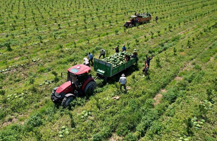 Adana’da Karpuz Fiyatları 7 Liraya Düştü