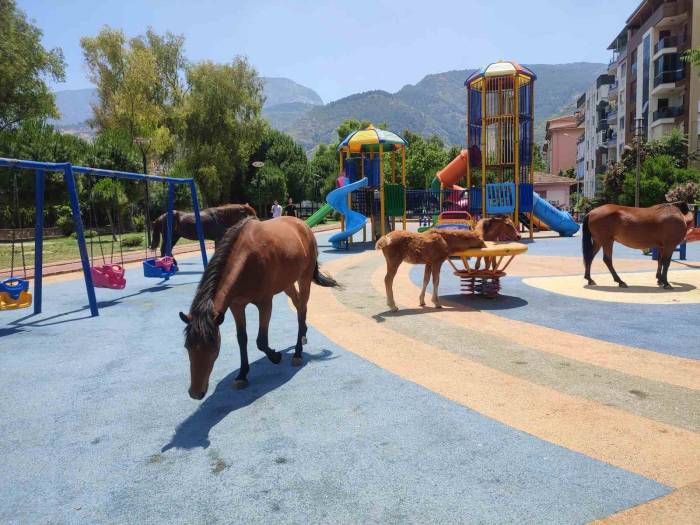 Sıcaktan Bunalan Yılkı Atları Çocuk Parkına İndi