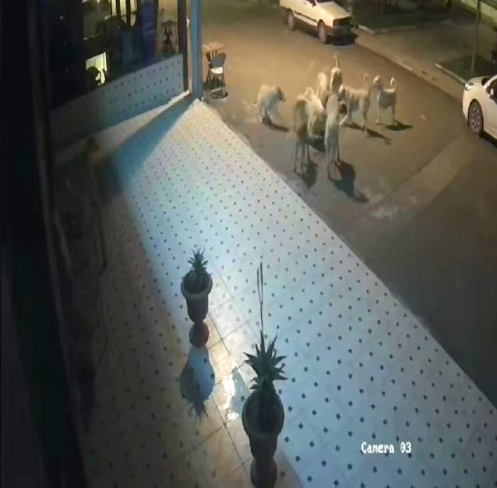 Başıboş 10 Sokak Köpeği Anne Kedi Ve 2 Yavrusunu Parçaladı