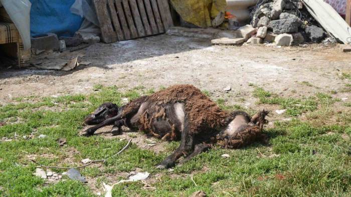 Başıboş Sokak Hayvanları Arnavutköy’de 2 Küçükbaş Hayvanı Telef Etti