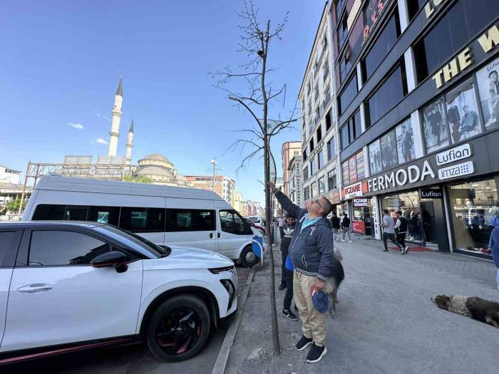 Yüksekova’da İlginç Görüntü: Yolun Bir Tarafındaki Ağaçlar Kurudu, Diğer Tarafındakiler Yeşillendi