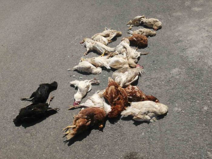 Sokak Köpekleri Kümes Hayvanlarını Telef Etti: ’horozum Benim Çocuğumdu’ Diyerek Gözyaşlarına Boğuldu