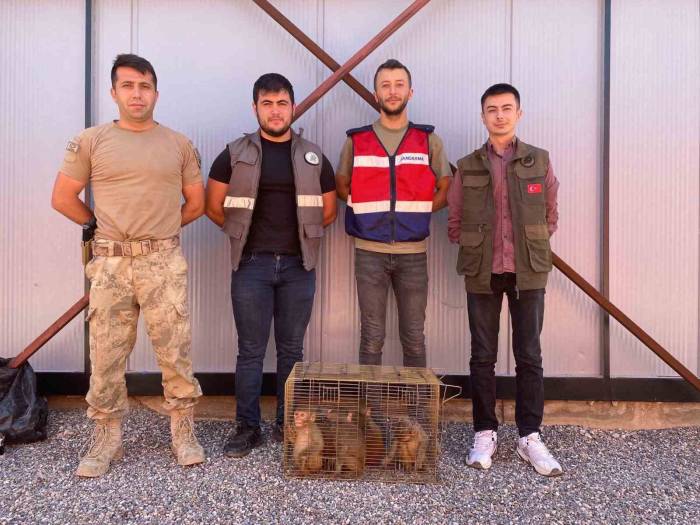 Şırnak’ta 6 ’hint Şebeği’ Yakalandı