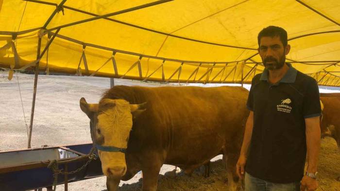 800 Kiloluk ’paşa’ Alıcı Bekliyor