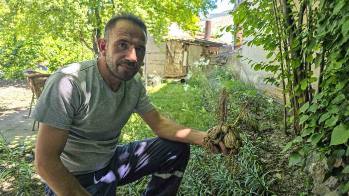 Baba Mirası: Akzambaklar