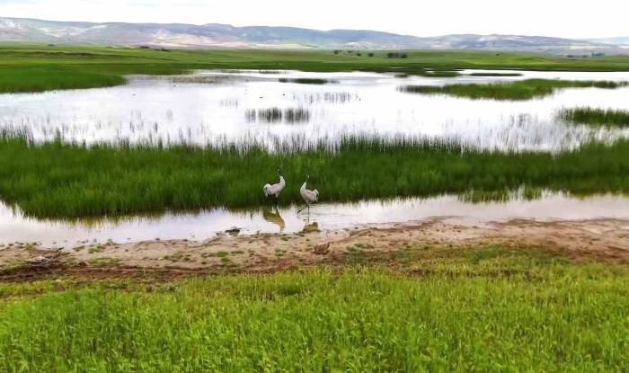 Yozgat’ta Turnaların Görsel Şöleni Havadan Görüntülendi