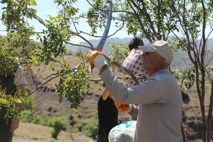 Genç’te Menengiç Ağaçlarına Aşılama Yapıldı