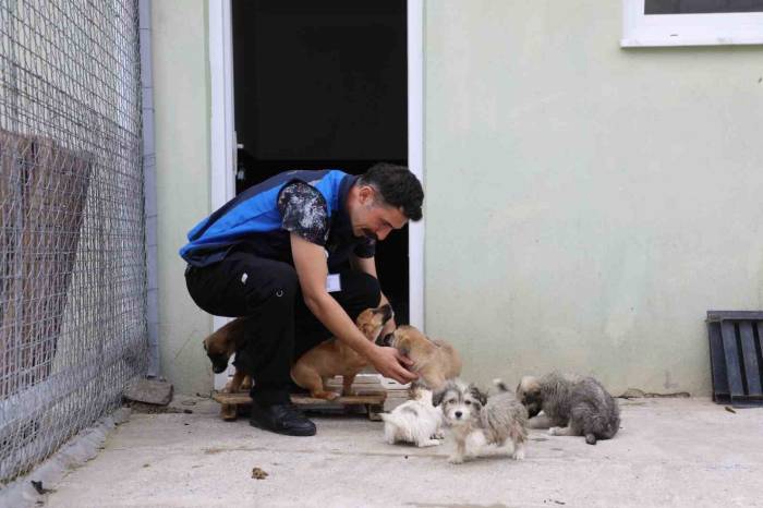 Büyükşehir 3202 Can Dostu Yeni Yuvalarına Kavuşturdu