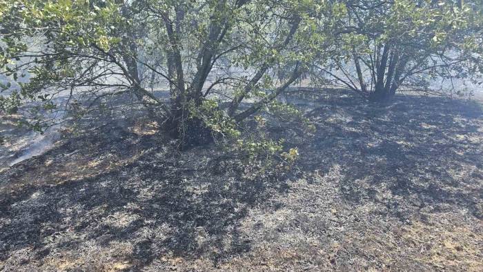 Güney’de Orman Yangını