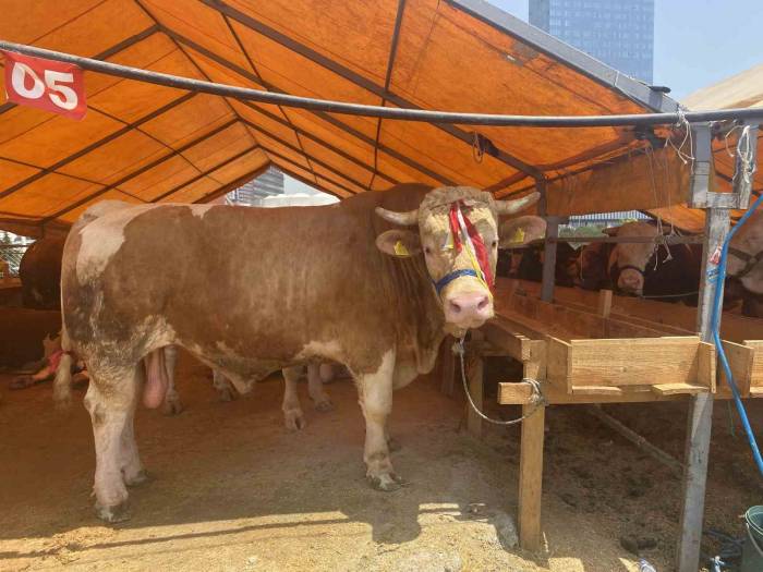 Esenyurt Kurban Pazarının En Büyükleri ‘Kral’ Ve Paşa’ Alıcılarını Bekliyor