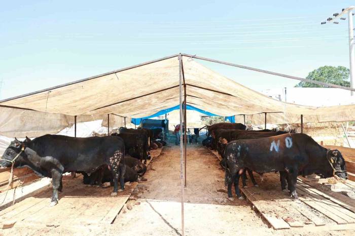 Gebze’de Kurban Satış Alanı Hazır