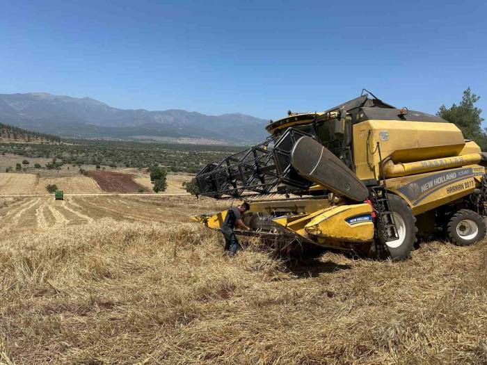 Kışın Bol Yağış Alan Hatay’da Bereketli Buğday Hasadı