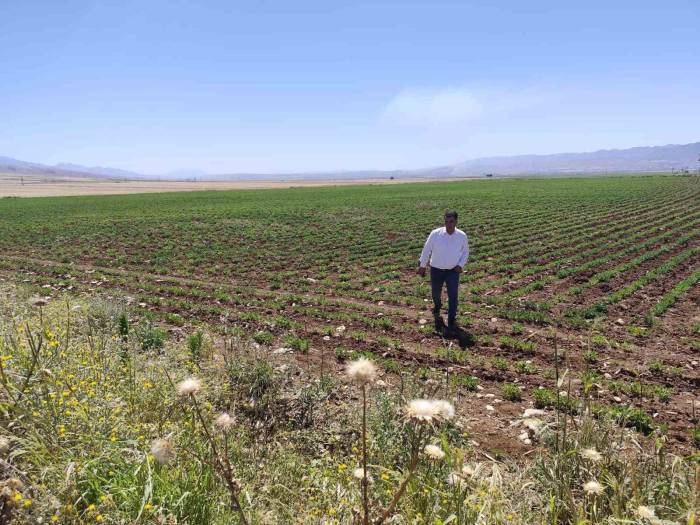 Silopi’ye Bin Kişiyi İstihdam Edecek Sera Organize Tarım Bölgesi Kuruluyor