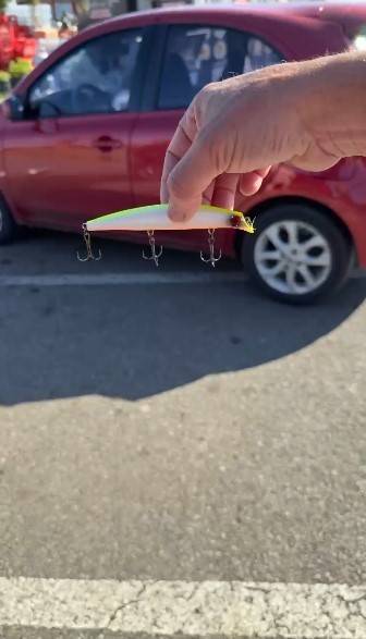 Sahte Balık Yemine Bu Kez Balık Değil Martı Yakalandı