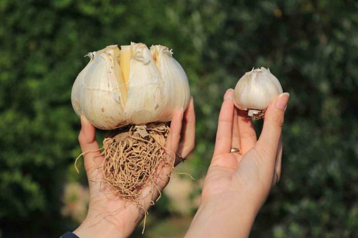 Bu Sarımsağı Gören Bir Daha Bakıyor