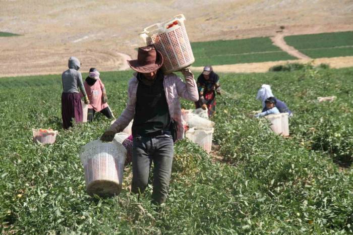 Prof. Dr. Tuna Katırcıbaşı: "Güneş Çarpması Nedeniyle Çalışma Saatleri Modifiye Edilmeli"