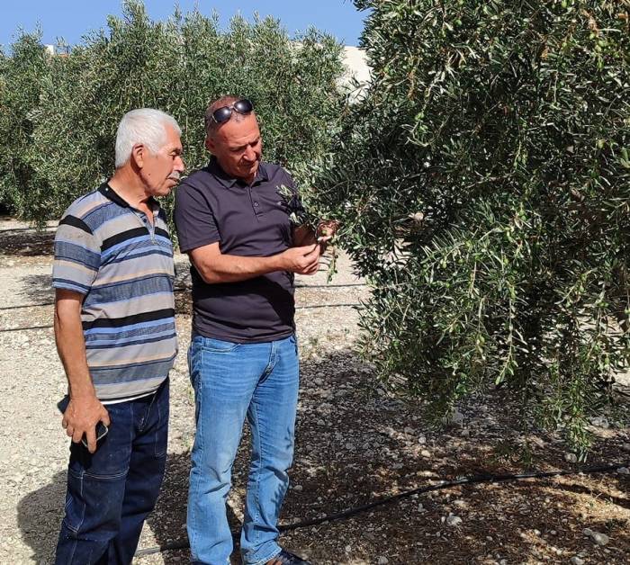 Zeytinde Dökülme Durdu, Zararlı Yoğunluğu Azaldı