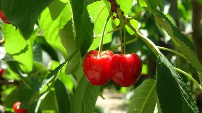 Bursa’da Meşhur ‘Napolyon’ Kirazında Hasat Sona Erdi