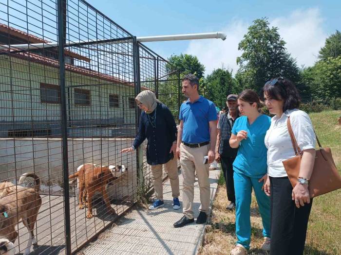 Chp Heyetinden Hayvan Konukevine Tam Not