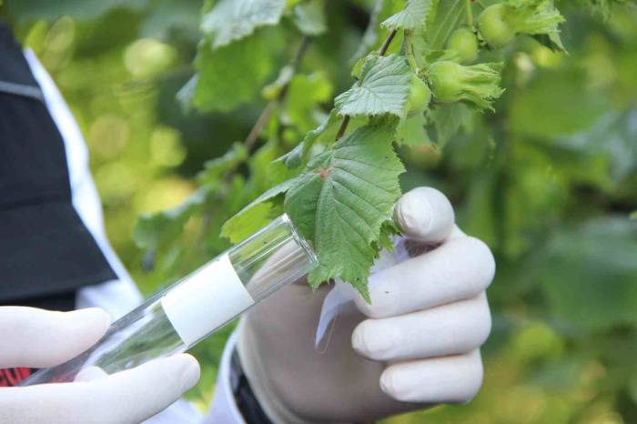 Savaşçı Böcekler Doğaya Sanıldı