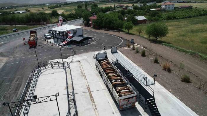 Elazığ’da Usulsüz Hayvan Sevkiyatına 2 Milyon 300 Bin Lira Ceza