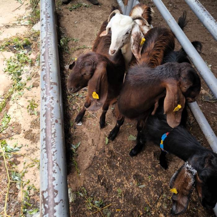 Anadolu’dan Trakya’ya Kaçak Getirilen Küçükbaş Hayvanlar Ele Geçirildi